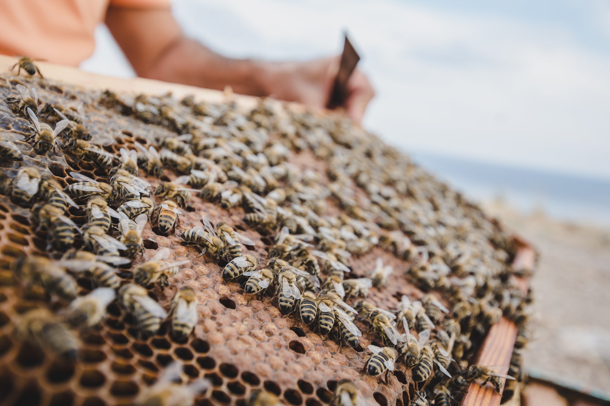 5 Fakten: Woran erkenne ich gesunden Honig?