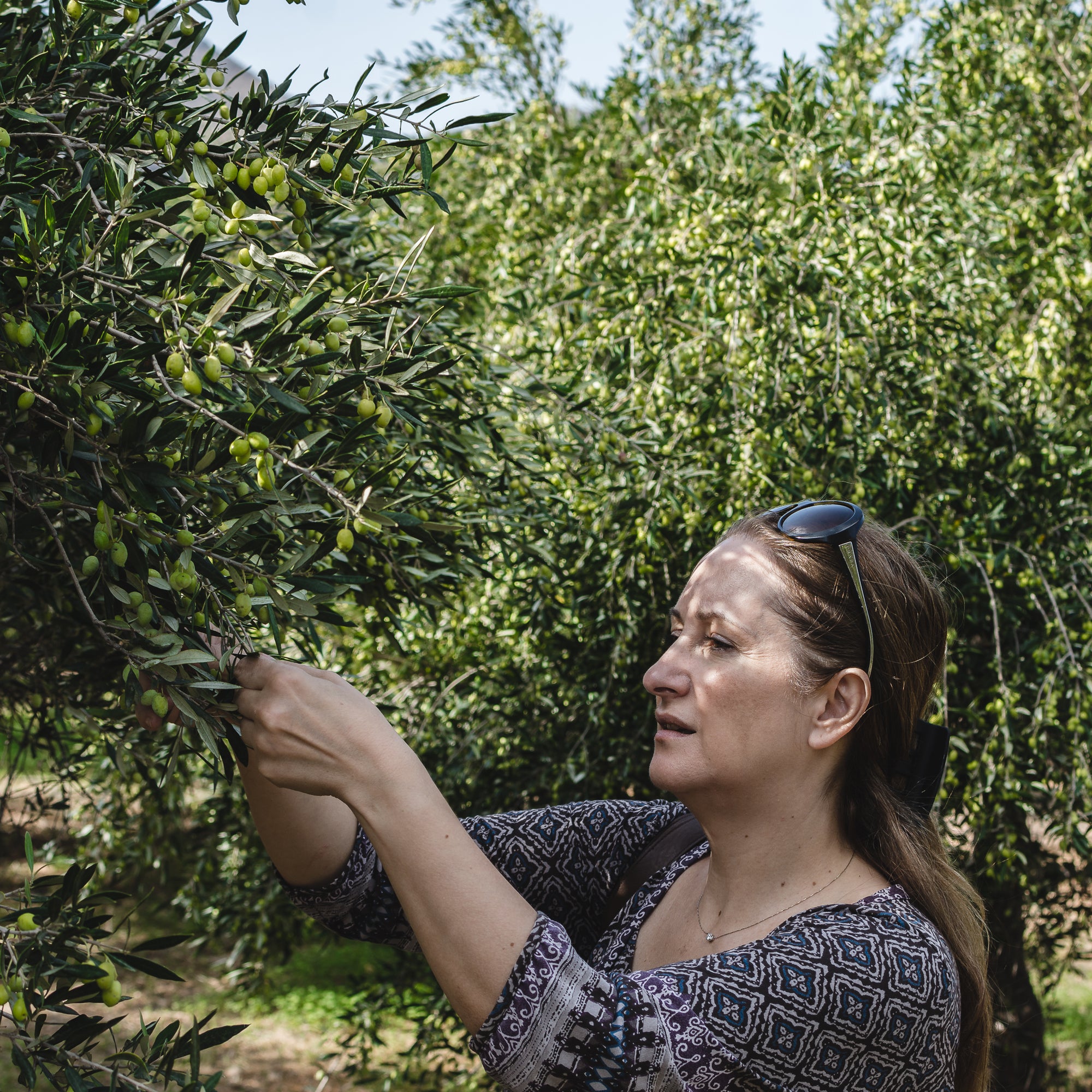 Olivenernte auf Kreta