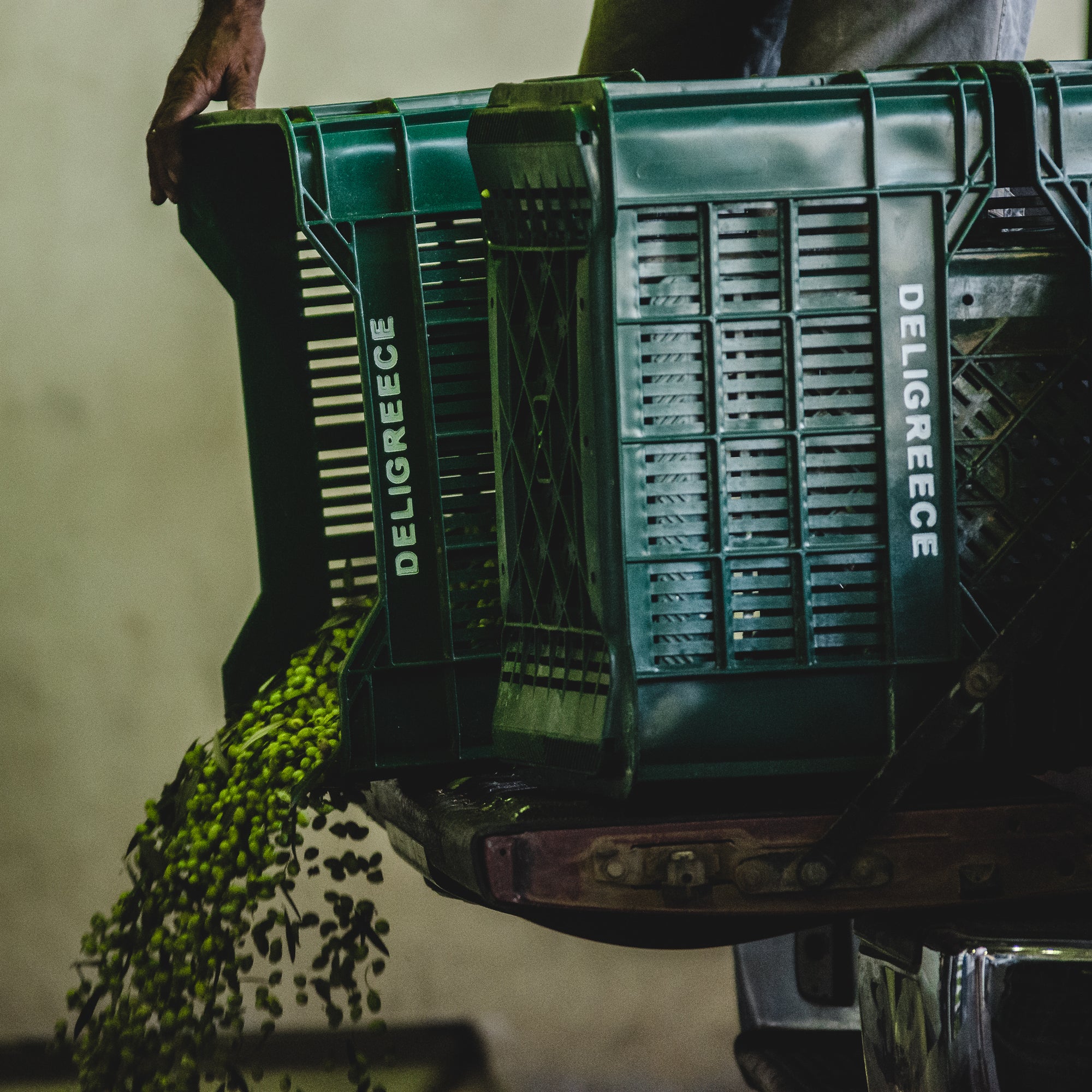 Olivenernte auf Kreta