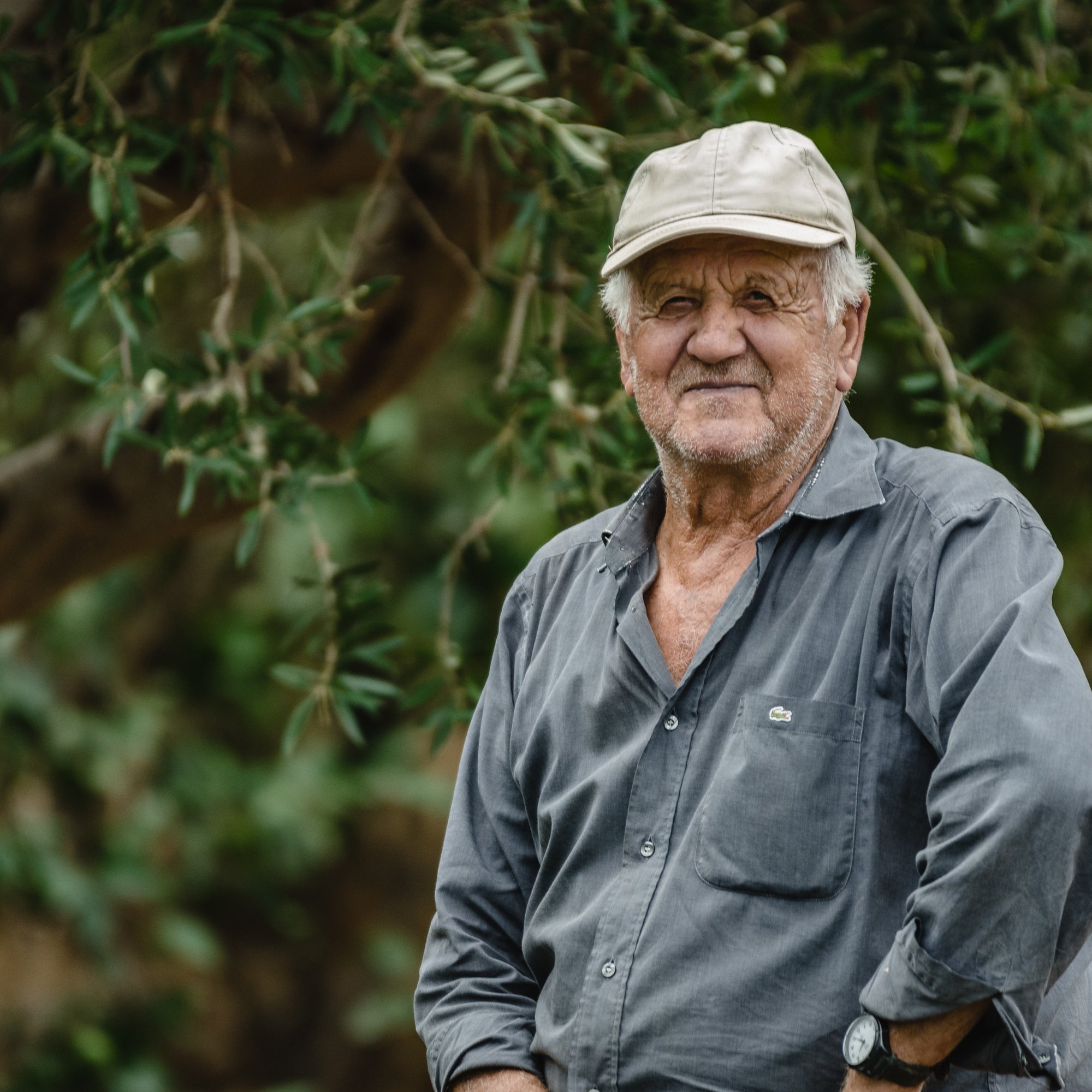 Olivenernte auf Kreta